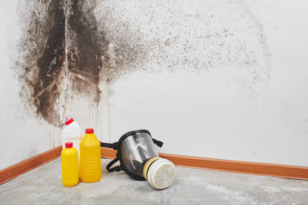 Best Local Mold Removal Service  in Hoopeston, IL