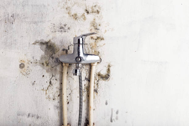Trusted Hoopeston, IL Mold Removal Experts