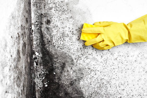 Best Mold Remediation Experts  in Hoopeston, IL