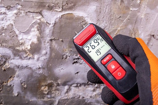 Best Commercial Mold Removal  in Hoopeston, IL