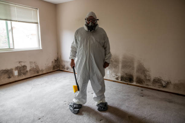 Best Certified Mold Removal  in Hoopeston, IL