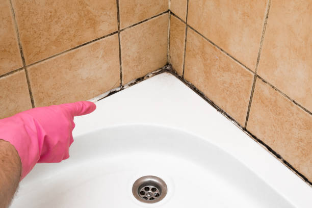 Best Mold Damage Repair  in Hoopeston, IL