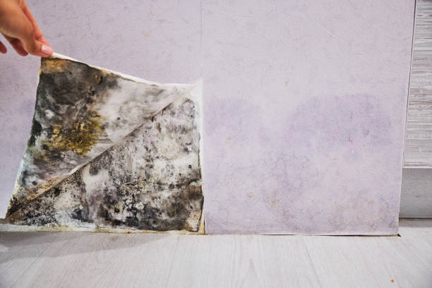 Office Mold Removal Services in Hoopeston, IL